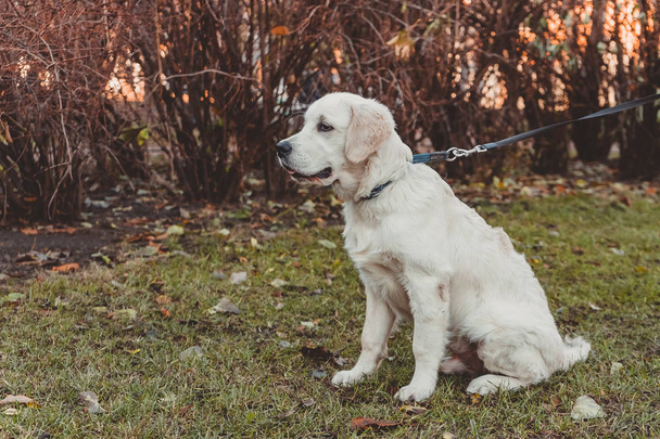 сидя профиль портрет золотистого ретривера щенка горизонтальной
 - Фото, изображение