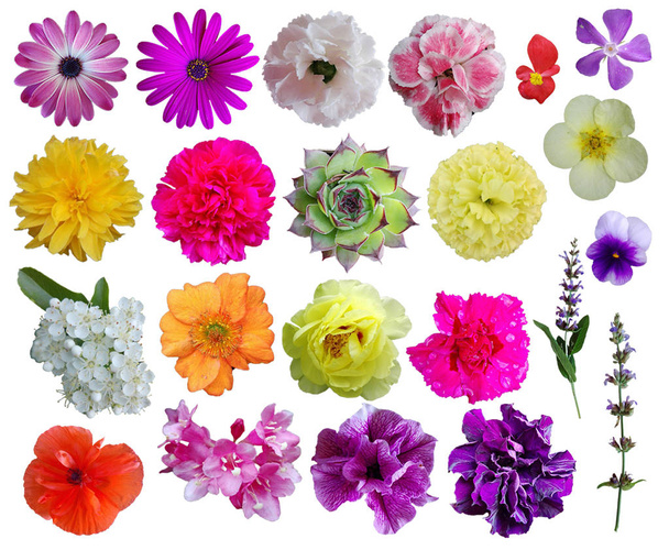 Flores coloridas de varias plantas. Elementos de diseño aislados sobre fondo blanco
. - Foto, imagen