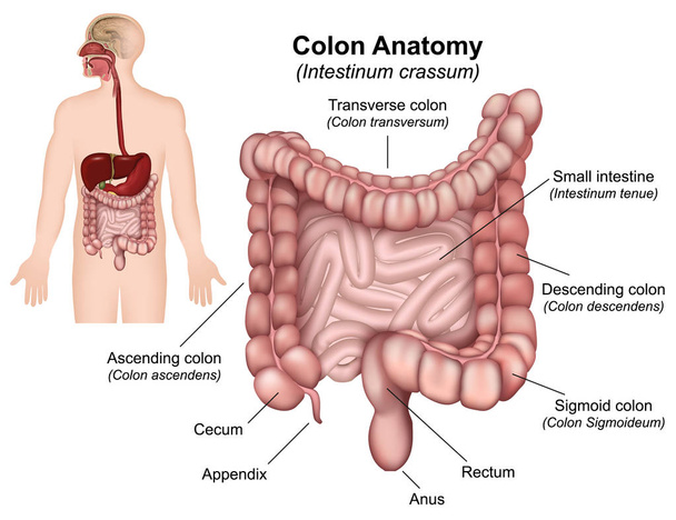 Colon anatomie vector illustratie op witte achtergrond - Vector, afbeelding