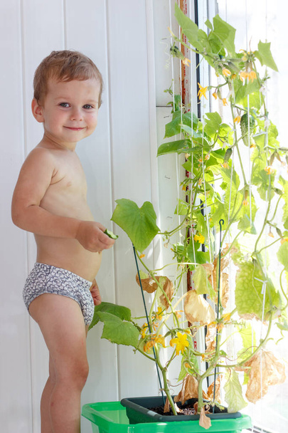 Mały chłopiec zbierać ogórek z buszu w letni dzień - Zdjęcie, obraz