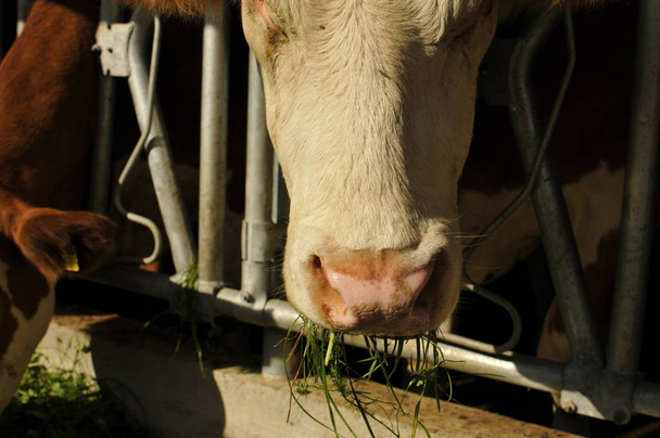 Cow in a stable eats grass - 写真・画像