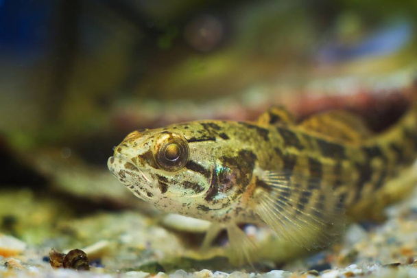 Ротань-головешка неповнолітніх прісноводної риби, Perccottus glenii, на Піщане дно в акваріумі біотопів, макрос постріл у голову - Фото, зображення