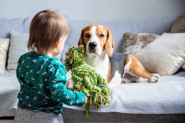 Dog with a cute caucasian baby girl. Beagle lie on sofa, baby comes with toy to play with him. - Photo, Image