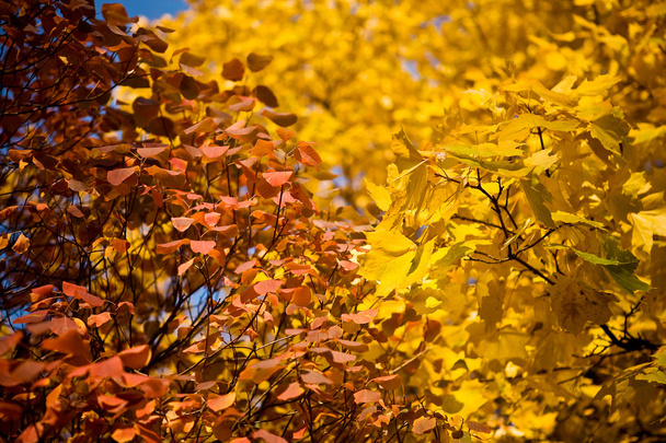 Hojas de otoño - Foto, imagen