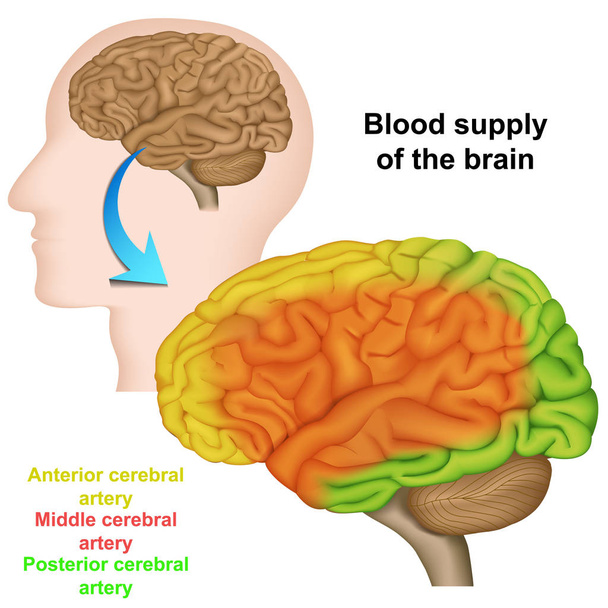 παροχή αίματος στον ανθρώπινο εγκέφαλο, απεικόνιση ιατρικού φορέα - Διάνυσμα, εικόνα