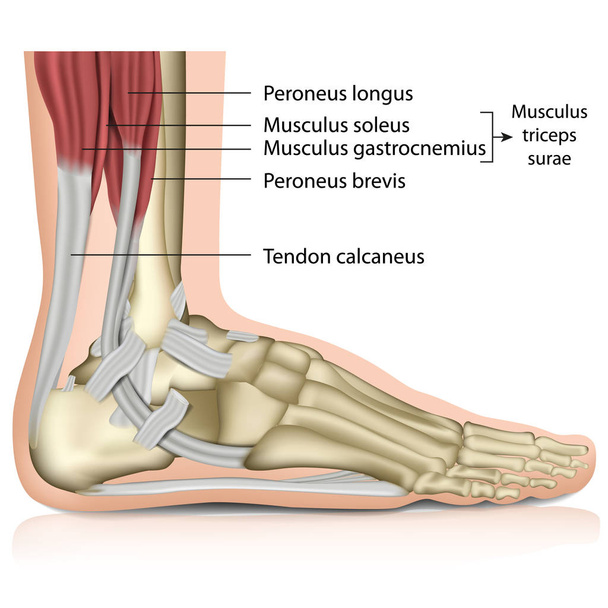 Triceps surae ankle joint 3d medical vector illustration - Vector, Image