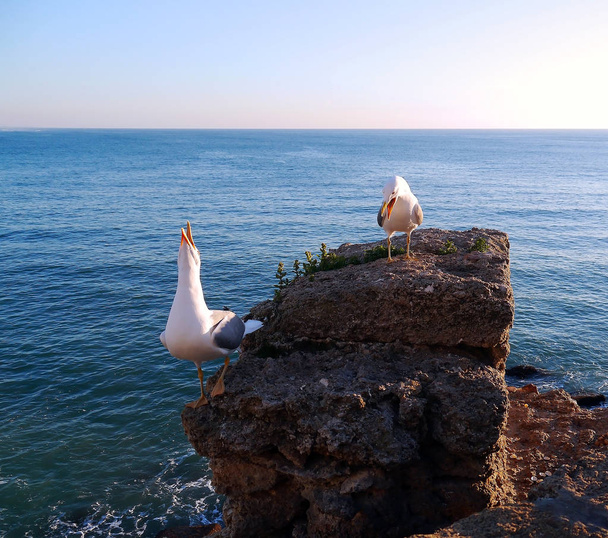 Seagull in the bay of cdiz, andalusia. Spain. Europe - Valokuva, kuva