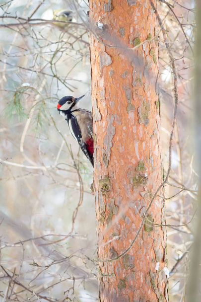 hungry wild bird woodpecker on a tree in spring forest - Foto, afbeelding