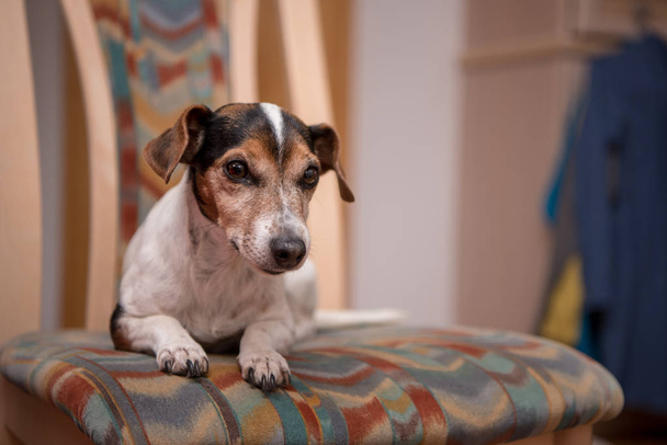 Viejo Jack Russell Terrier perro se encuentra en una silla en el apartamento
 - Foto, imagen