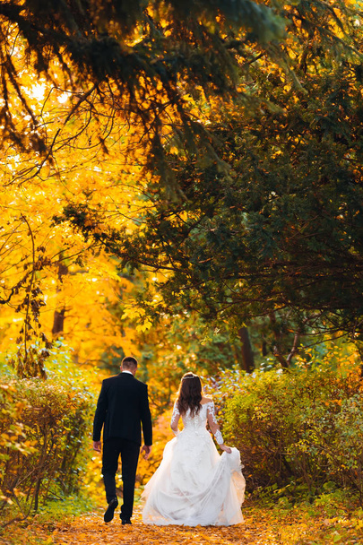 Newlyweds walking in autumn park. back view - 写真・画像