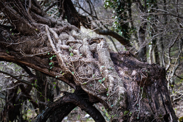 Μεγάλο κισσός φύεται πάνω από το δέντρο στο εθνικό πάρκο Rosandra, Ιταλία - Φωτογραφία, εικόνα