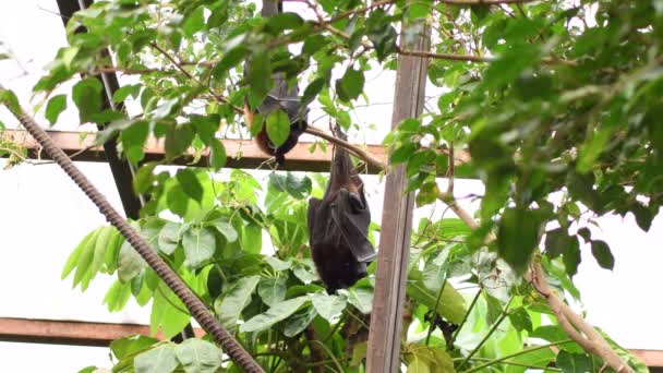 Nietoperze indyjskie latające lisy śpiące na dachu - Pteropus giganteus - Materiał filmowy, wideo