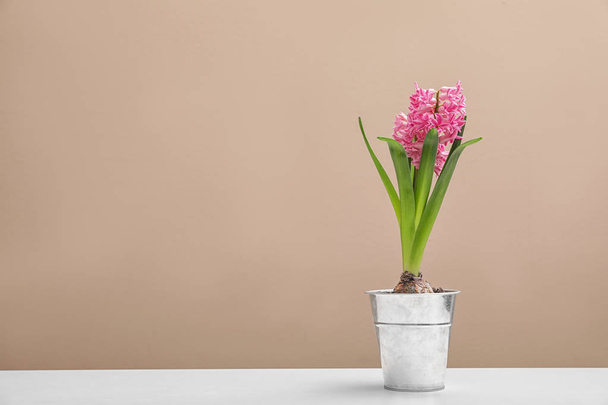 Beautiful hyacinth in metal bucket on table against color background, space for text. Spring flowers - Fotoğraf, Görsel