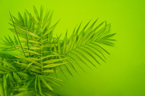 Palm home flower of green color. Light green background. - Foto, Bild