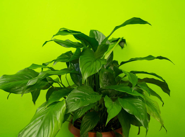 Spathiphyllum home flower of green color. Lime background. - Foto, immagini