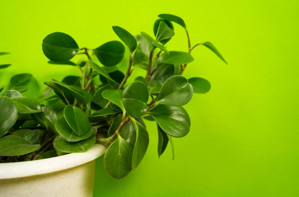 Peperomia home flower of green color. lime background. - Foto, Imagen