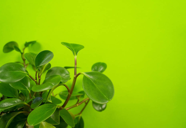 Peperomia home flower of green color. lime background. - Photo, Image