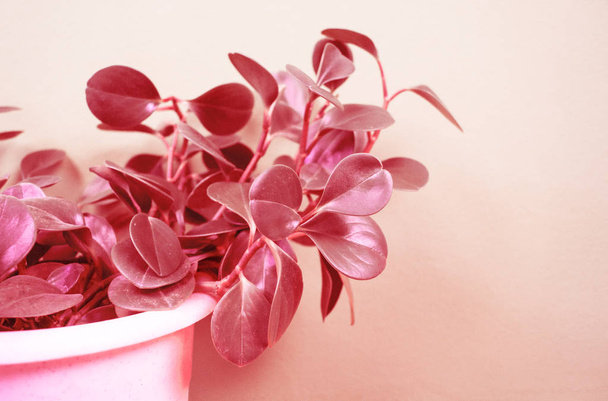 Peperomia home flower of coral color. Pink background. - Фото, зображення
