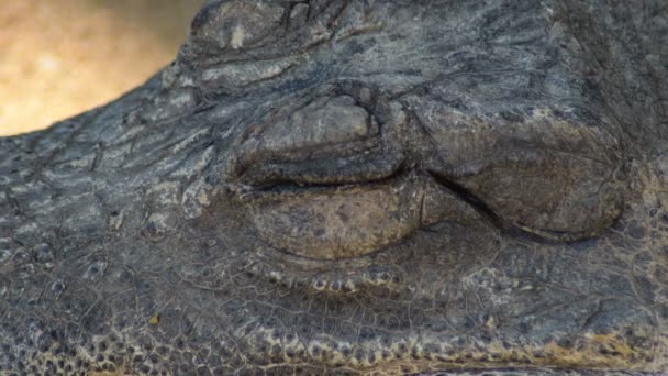 Dwarf crocodile closing her eye and resting-  Osteolaemus tetraspis - Footage, Video