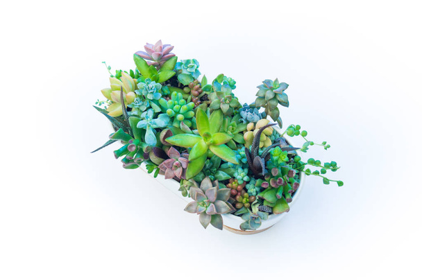 Garden of succulents in a white ceramic pot on a white background. - Foto, afbeelding