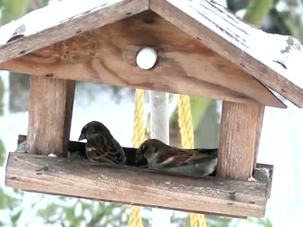 Sparrow - Záběry, video
