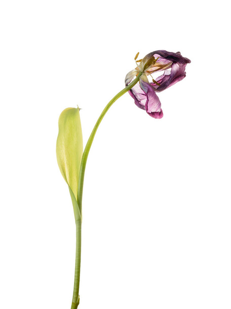 Borracha hermosa lila Tulipán aislado sobre fondo blanco
. - Foto, Imagen