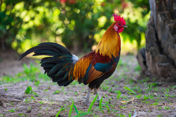 A colorful rooster with red cockscomb. - Photo, Image