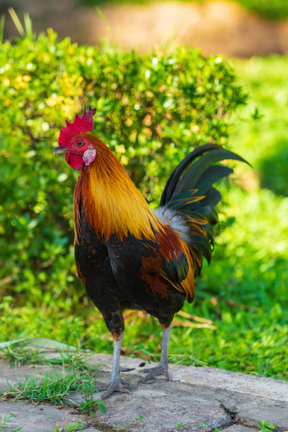 Un gallo colorido con peine rojo
. - Foto, Imagen