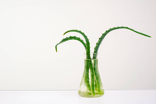 Aloe Vera na białym tle w szklanym wazonie z wodą. - Zdjęcie, obraz