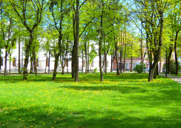 Parque da primavera com grama verde
 - Foto, Imagem