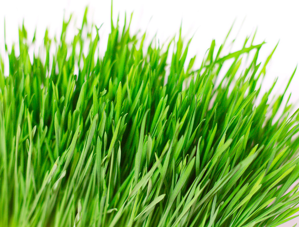 Zelená tráva - Fotografie, Obrázek