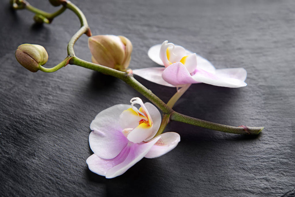Beautiful orchid flowers on dark background - Foto, afbeelding