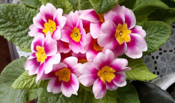 Viola blüht zu Hause. rosa Blume in der Vase. - Foto, Bild
