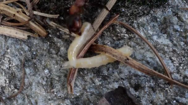 自然の中で白い昆虫を食べるアリの近くに - 映像、動画