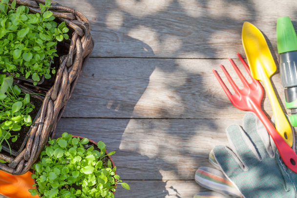 Outils de jardinage et semis sur table de jardin ensoleillée
 - Photo, image