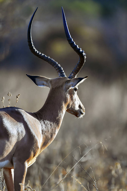 Antelope - Photo, Image