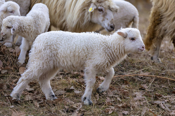 Pecore e agnelli al pascolo
 - Foto, immagini