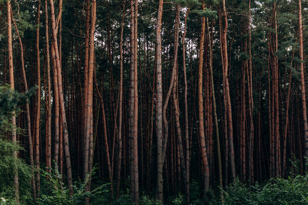 Uma fascinante floresta de pinheiros. fundo da floresta
 - Foto, Imagem