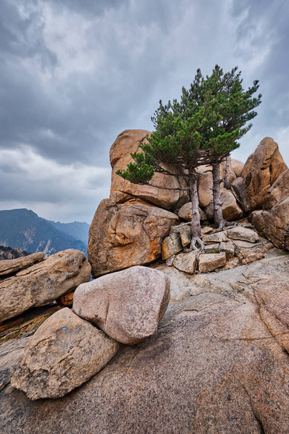 Скала с соснами в Национальном парке Сеораксан, Южная Корея
 - Фото, изображение
