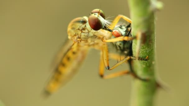 Robber fly si nutre di una mosca, succhia i fluidi con un'incisione sulla nuca, macro close up statico colpo in hd con sfondo bokeh
.  - Filmati, video