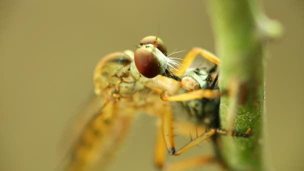 Ληστής μύγα τρέφεται με μια μύγα, πιπίλισμα τα υγρά έξω με μια τομή στο πίσω μέρος του κεφαλιού, μακροεντολή εσωτερικη στατικό πλάνο σε hd με φόντο bokeh.  - Πλάνα, βίντεο