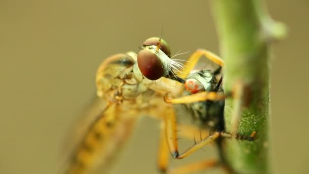 Robber fly si nutre di una mosca, succhia i fluidi con un'incisione sulla nuca, macro close up statico colpo in hd con sfondo bokeh
.  - Filmati, video