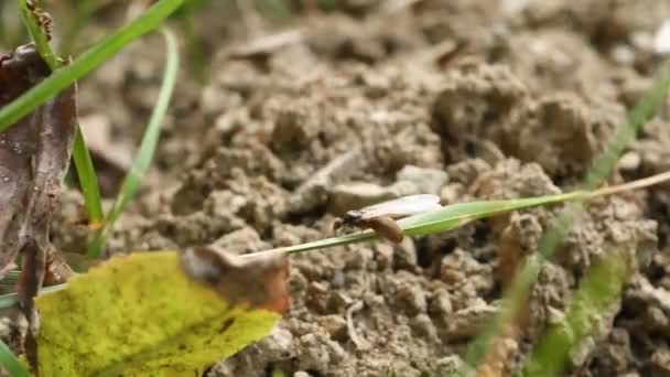Σύναψη μυρμηγκιών στο έδαφος - Πλάνα, βίντεο