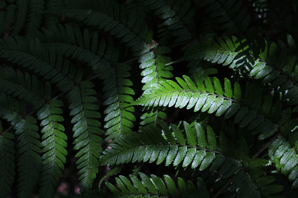 背景素材として日陰で育つ野生のシダの緑の葉 - 写真・画像