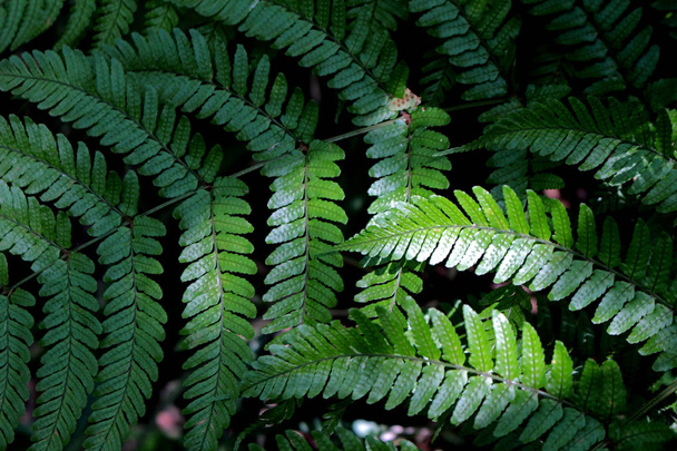 Зелений лист дикої папороті, який росте в тіні як матеріал тла
 - Фото, зображення
