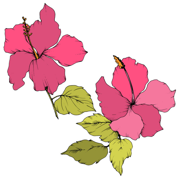Vecteur Hibiscus fleur botanique florale. Été hawaïen tropical exotique. Encre gravée. Isolé élément d'illustration hibiscus sur fond blanc
. - Vecteur, image