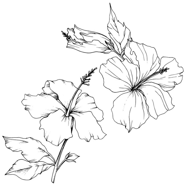 ベクトル ハイビスカスの花植物花。エキゾチックな熱帯のハワイアンの夏。黒と白には、アートが刻まれています。白い背景の上の隔離されたハイビスカス イラスト要素. - ベクター画像