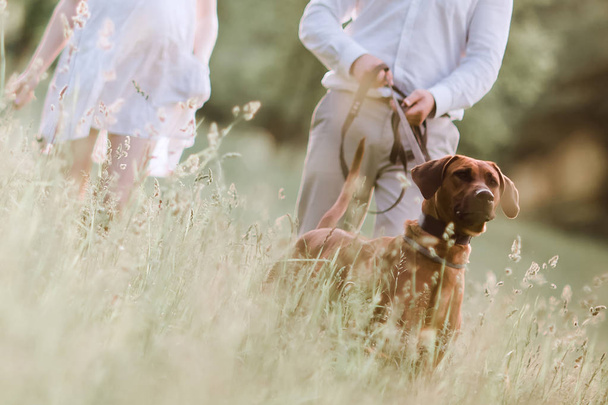 close up. husband and wife walk their dog in the Park. - Fotoğraf, Görsel