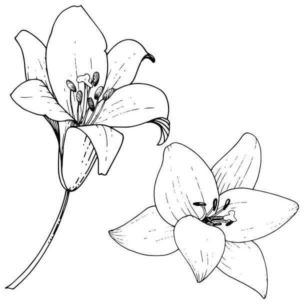 Vektori Lily kukka kasvitieteellinen kukka. Villi kevään lehti luonnonvarainen kukka eristetty. Musta ja valkoinen kaiverrettu muste taidetta. Eristetty liljat kuva elementti valkoisella taustalla
. - Vektori, kuva