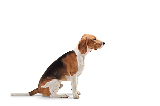 Profile shot of a beagle dog sitting isolated on white background - Fotoğraf, Görsel